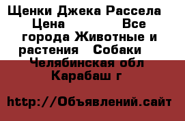 Щенки Джека Рассела › Цена ­ 10 000 - Все города Животные и растения » Собаки   . Челябинская обл.,Карабаш г.